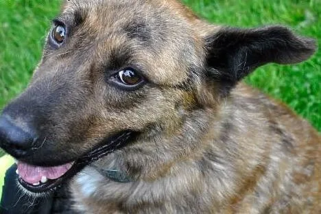 Saba nie traci nadziei!,  dolnośląskie Jelenia Gór