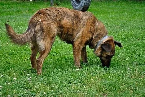 Saba nie traci nadziei!,  dolnośląskie Jelenia Gór