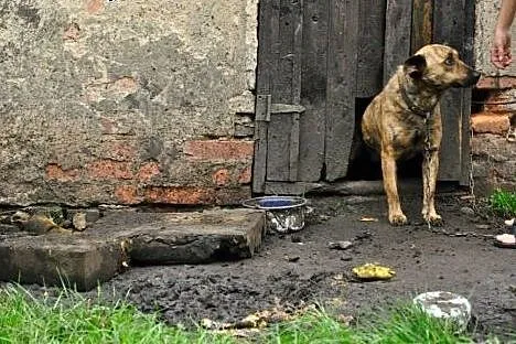 Saba nie traci nadziei!,  dolnośląskie Jelenia Gór