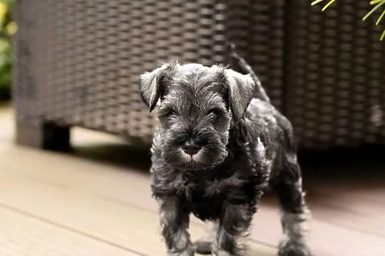 Sznaucer Miniaturowy Pieprz i Sol, ZKwP, Zachodniopomorskie, Szczecin