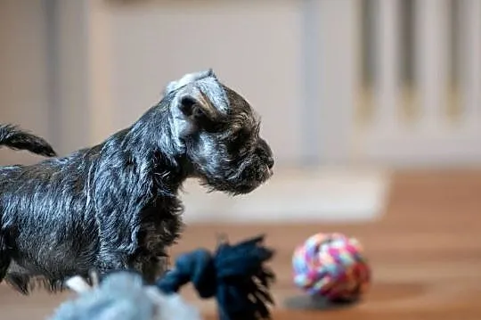 Sznaucer Miniaturowy Pieprz i Sol, ZKwP, Zachodniopomorskie, Szczecin