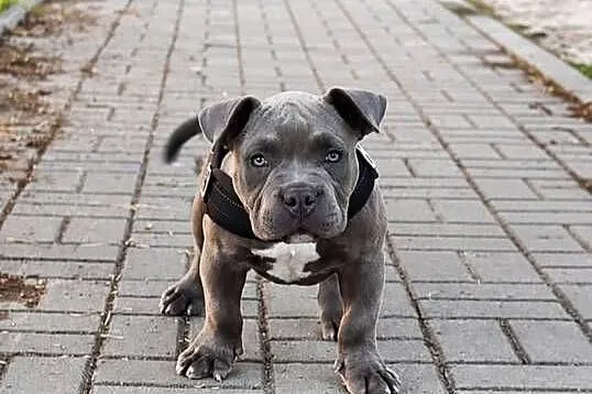 American Bully Pocket