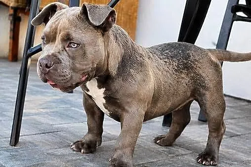 American Bully Pocket, Łódzkie, Krośniewice