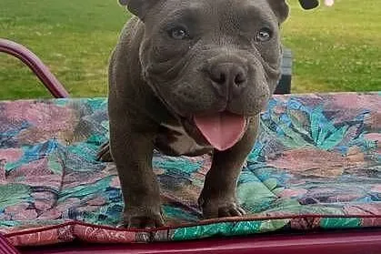 American Bully Pocket, Łódzkie, Krośniewice