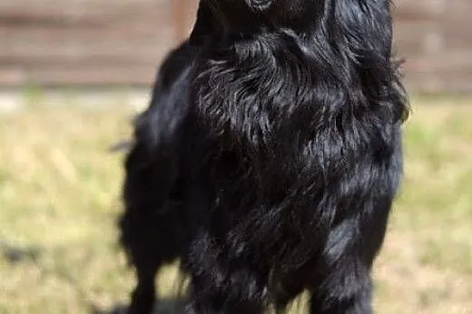Czarny Tobi - wspaniały zwierzak :),  warmińsko-ma