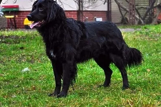Czarny Tobi - wspaniały zwierzak :),  warmińsko-ma