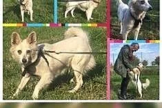 MILKA - psi ideał szuka domu. Nie chce spędzić zimy w schronisku,  dolnośląskie Wrocław