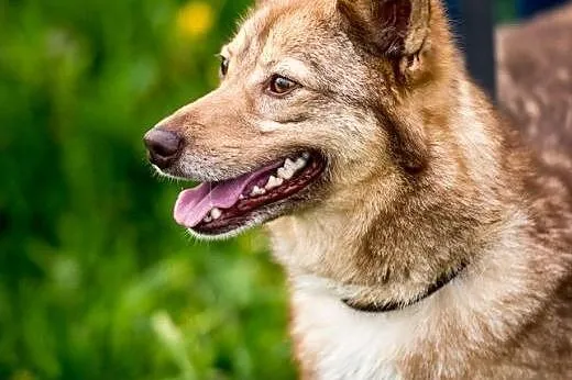 NOVA - z takim psem, jak ona smutki precz pochowasz:),  mazowieckie Warszawa