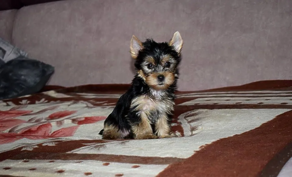 Yorkak Yorkshire Terrier Suczka York - TRANSPORT, Wielkopolskie, Wągrowiec