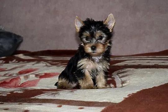 Yorkak Yorkshire Terrier Suczka York - TRANSPORT, Wielkopolskie, Wągrowiec