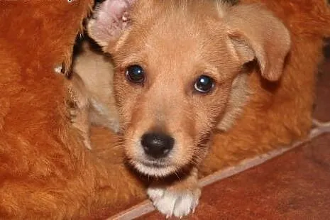2.5 szczeniak Aleks do adopcji,  śląskie Katowice