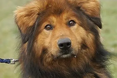 Niko poszukuje domu