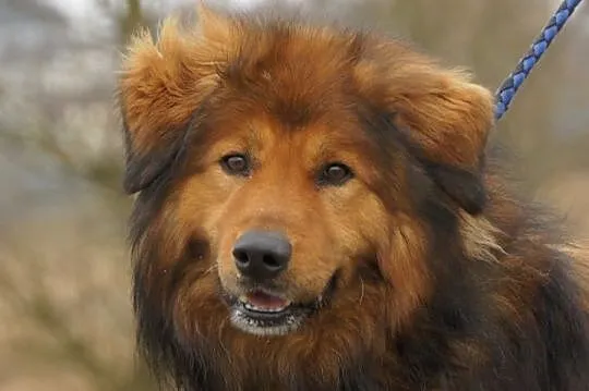 Niko poszukuje domu