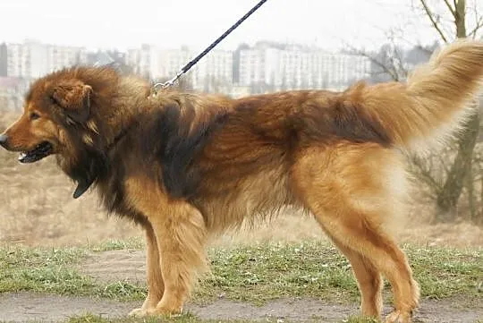 Niko poszukuje domu
