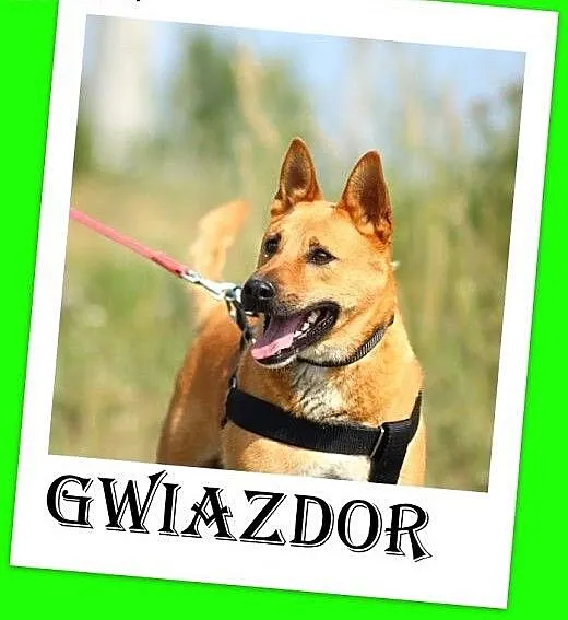 Średni,przyjazny,wesoły,aktywny pies GWIAZDOR,szcz