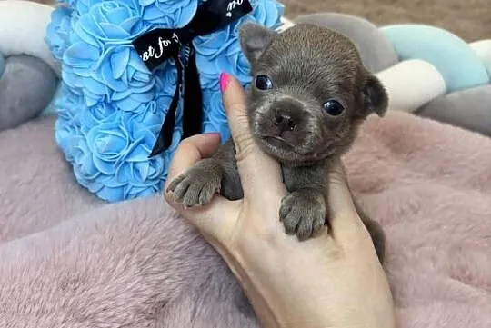 Chihuahua krótkowłosy piesek liliowy badania DNA