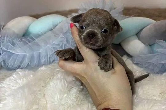 Chihuahua krótkowłosy piesek liliowy badania DNA, Łódzkie, Bełchatów