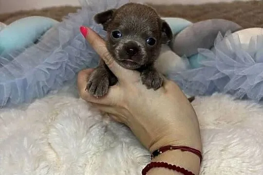Chihuahua krótkowłosy piesek liliowy badania DNA, Łódzkie, Bełchatów