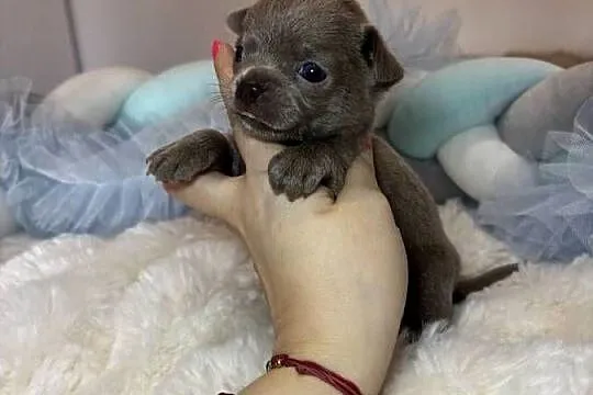 Chihuahua krótkowłosy piesek liliowy badania DNA, Łódzkie, Bełchatów