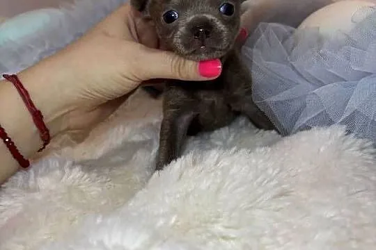 Chihuahua krótkowłosy piesek liliowy badania DNA, Łódzkie, Bełchatów