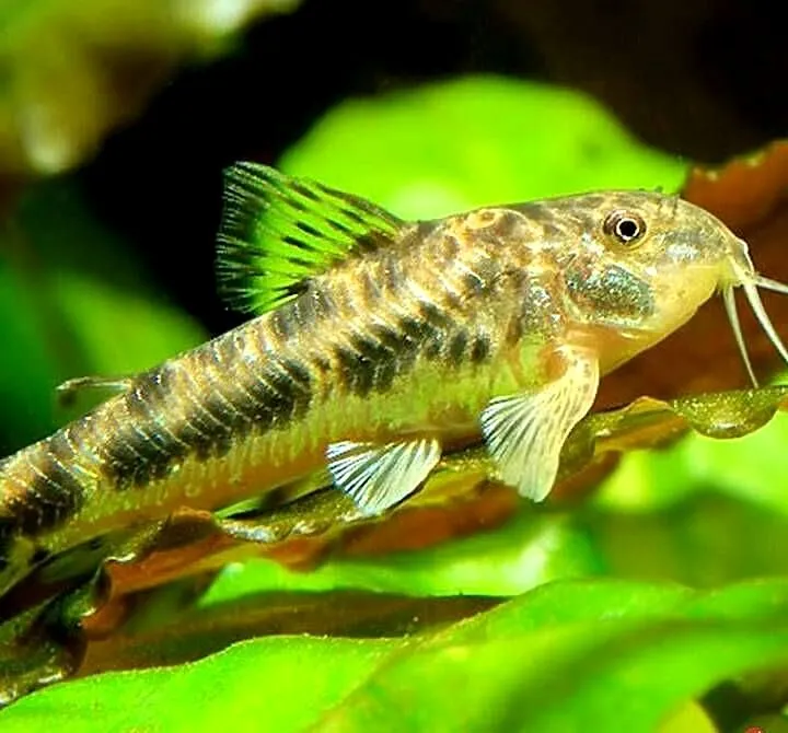 Aspidoras spilotus - C125 - kirys, kirysek - WYSYŁKA, Pomorskie, Gdańsk
