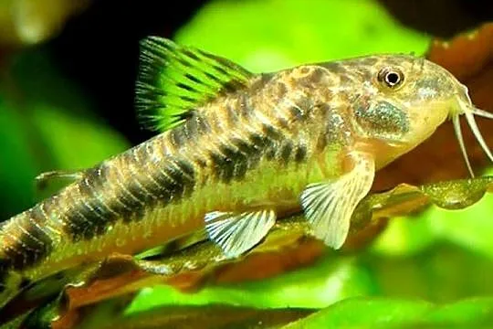 Aspidoras spilotus - C125 - kirys, kirysek - WYSYŁKA, Pomorskie, Gdańsk