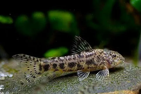 Aspidoras spilotus - C125 - kirys, kirysek - WYSYŁKA, Pomorskie, Gdańsk