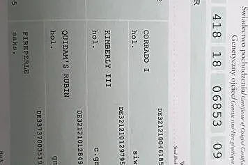 Voltera - klacz na sprzedaż, skoki, wkkw, , 