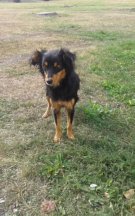 Mikropiesek pilny dt lub ds uchroń przed wojtyszka