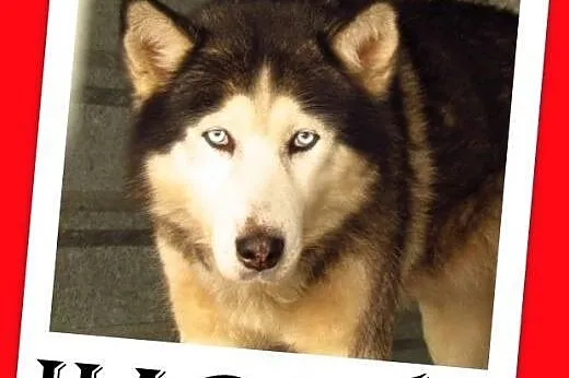Malamut mix,duży,przyjazny indywidualista HARY.Adopcja,  dolnośląskie Wrocław