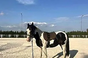 Sprzedam prawie 3 letniego ogiera, Lubelskie, Paskudy