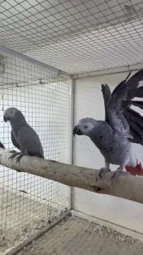 Ręcznie karmiona papuga żako (4 miesiące) wraz z klatką, , Folwark Pamięcki