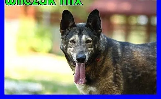 Wilczak mix, młody, 35 kg,dla doświadczonych, szcz