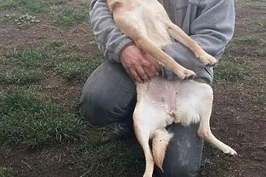Balbinka młoda dama szuka domu,  małopolskie Krakó