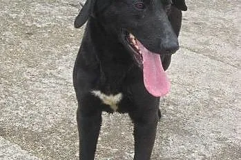Czarny Szaron w typie labradora do adopcji