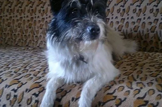 Mr. Ciapollo - proludzki psiak do adopcji,  pomorskie Gdańsk