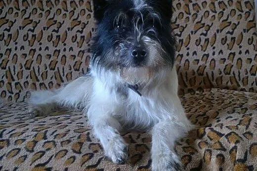 Mr. Ciapollo - proludzki psiak do adopcji,  pomors