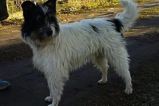 Mr. Ciapollo - proludzki psiak do adopcji,  pomors