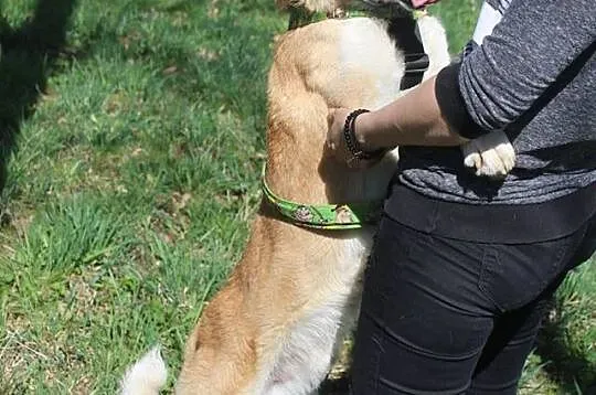 Agar- młody, większy psiak szuka domu