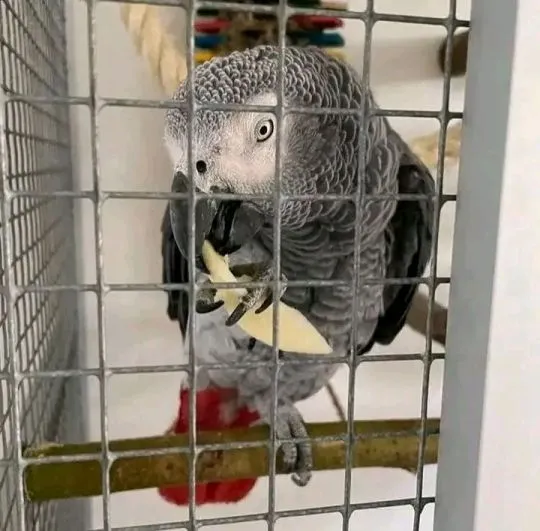 Papuga żako do adopcji – napisz, aby uzyskać więcej informacji: {{mairadoroti@gmail.com}}, , Warszawa