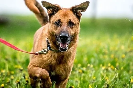 Korin - psiak jakich mało poleca się do adopcji, mazowieckie Warszawa
