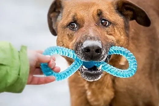 Korin - psiak jakich mało poleca się do adopcji,  