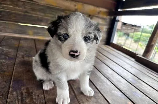 Border Collie suczka blue merle