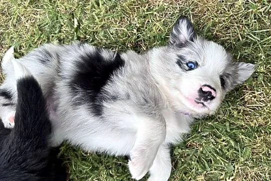 Border Collie suczka blue merle, Lubelskie, Kamień