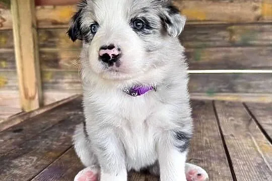 Border Collie suczka blue merle, Lubelskie, Kamień