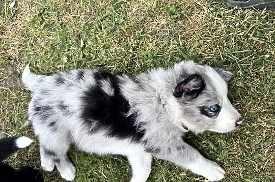 Border Collie suczka blue merle, Lubelskie, Kamień