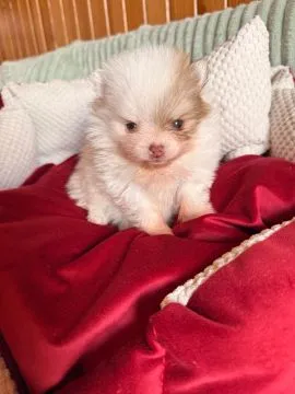 Pomeranian, piękne chłopaki malutkie po bardzo malutkich rodzicach, , Zrębice