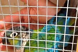 Rudosterka czerwonobrzucha samica legowa