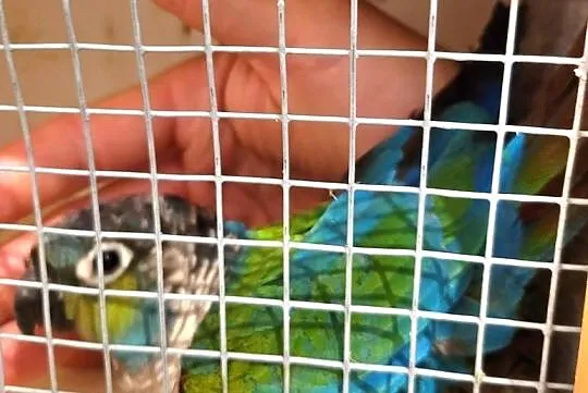 Rudosterka czerwonobrzucha samica legowa