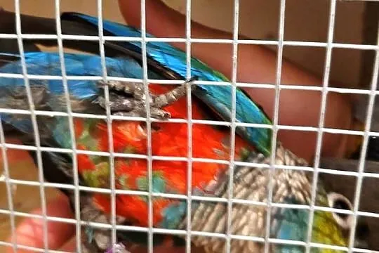 Rudosterka czerwonobrzucha samica legowa, Lubuskie, Otyń